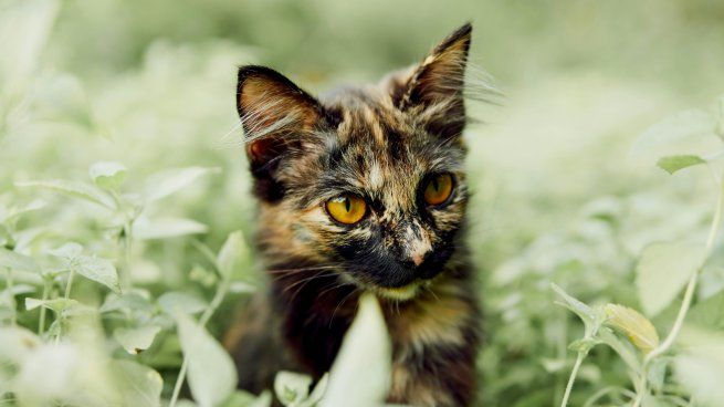 Esta es la verdadera razón por la que los gatos comen plantas.&nbsp;