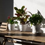 Las plantas tienen nuevas formas de adornar los balcones más chicos. Las plantas tienen nuevas formas de adornar los balcones más chicos.