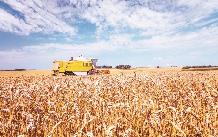 ámbito.com | cosecha trigo