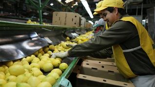 Tucumán es la provincia desde donde más se exporta limones a Estados Unidos. 