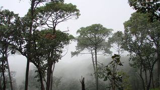El bosque de ensueño de Jalisco. El bosque de ensueño de Jalisco.