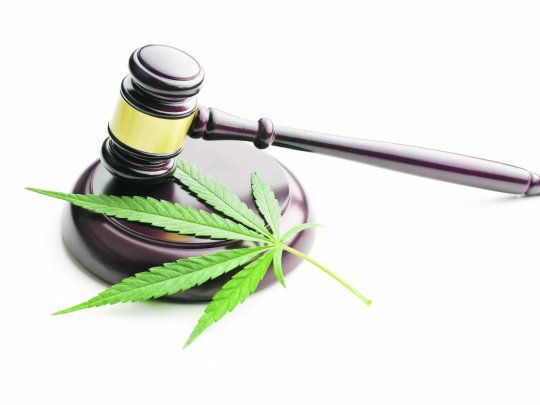 Cannabis3.jpg