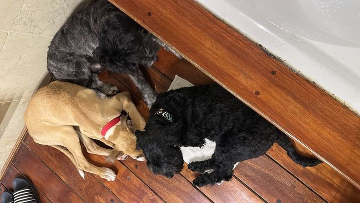 Máxima, Kibou, Coco, Atilio y Rafael firmarán con tinta especial en sus patas durante el acto civil. Máxima, Kibou, Coco, Atilio y Rafael firmarán con tinta especial en sus patas durante el acto civil.