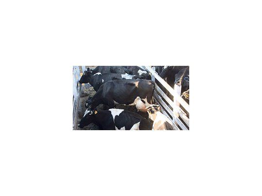 A las puertas de una nueva protesta de productores tamberos -que incluiría la faena de vacas lecheras-, CRA aseguró que el Gobierno nacional discrimina en el reparto de subsidios.