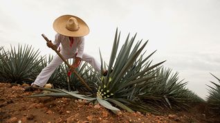 Qué hacer en Navidad, Jalisco