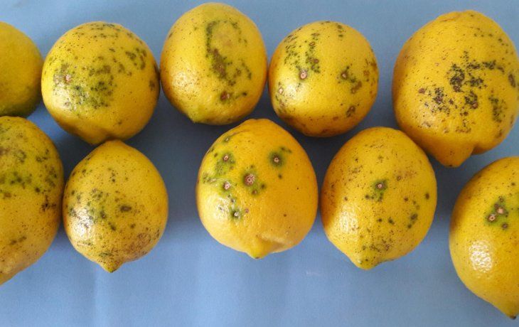 ámbito.com | limones2.jpg