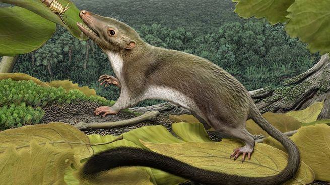 Una-pequena-criatura-de-cola-peluda-pudo-ser-el-antepasado-comun-de-los-mamiferos-placentarios.jpg
