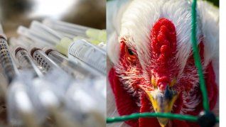 Muchos países están considerando la vacunación de las aves de corral contra la gripe aviar.
