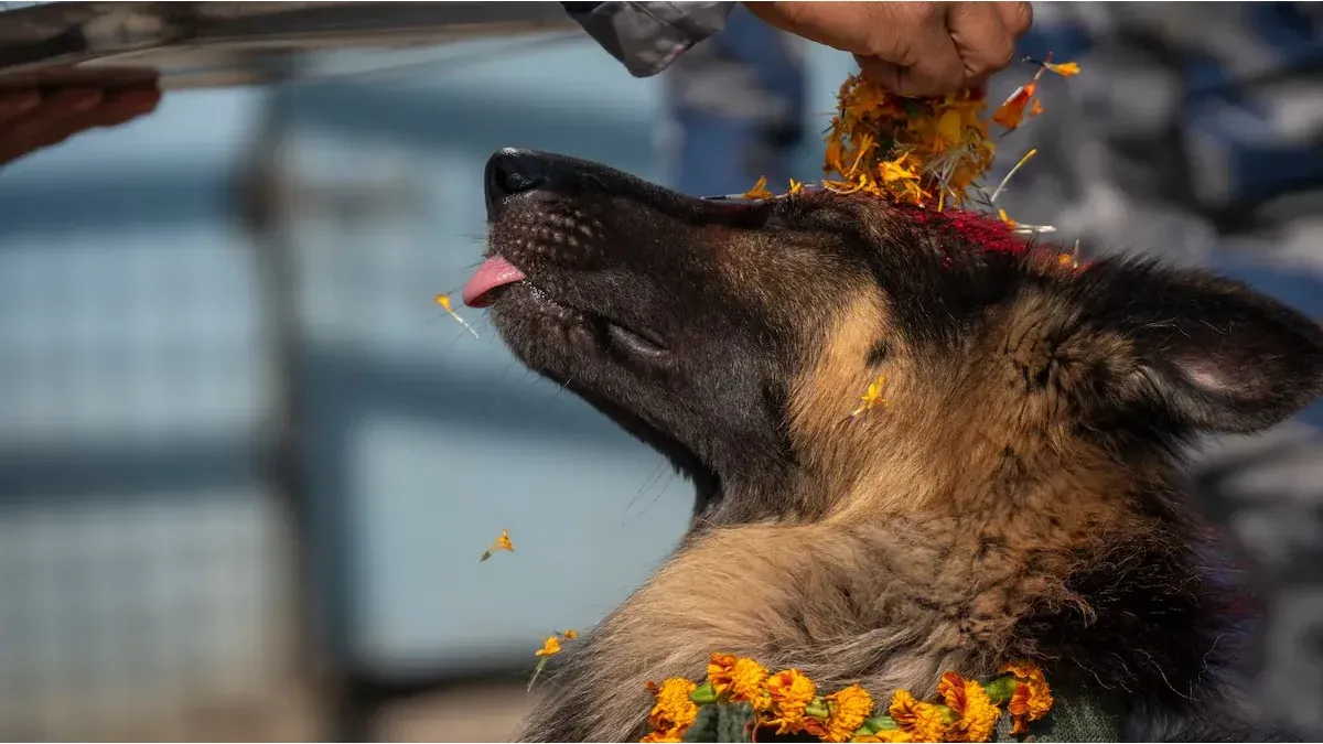 This country honors dogs with a great festival: a unique celebration full of flowers and celebrations