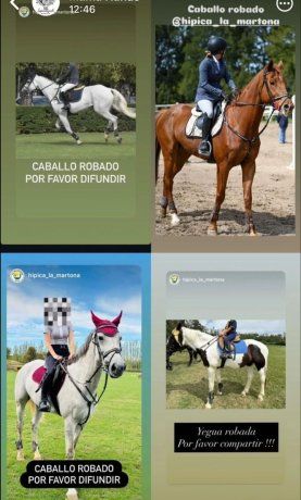 Los cuatro caballos robados estaban valuados en miles de dólares. Los cuatro caballos robados estaban valuados en miles de dólares.