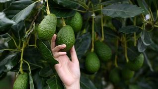 El árbol de paltas tiene cuidados especiales para su poda.