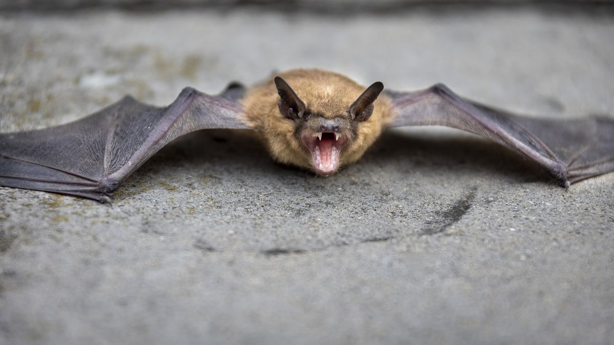 Alert in Salto due to the first species jump of rabies in the country