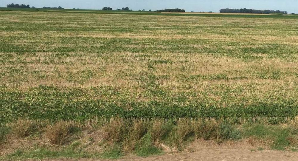 Efecto sequía: recortan a 37 M de toneladas la estimación de producción de soja