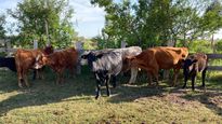 La Federación Rural alertó por el aumento de los casos de hurto de ganado.