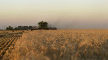 trigo: por la sequia, cae mas la produccion (preocupa el abastecimiento interno)
