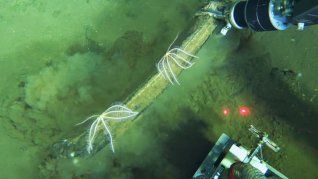 Hallan un cementerio de ballenas prehistóricas con millones de años de antigüedad. Hallan un cementerio de ballenas prehistóricas con millones de años de antigüedad.