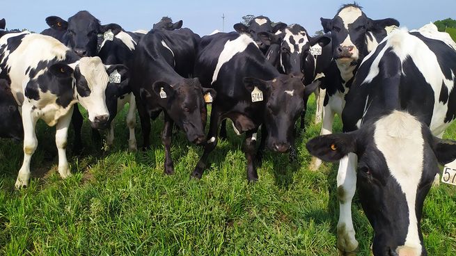 La empresa francesa decidió dejar de vender carne del Mercosur en Europa.