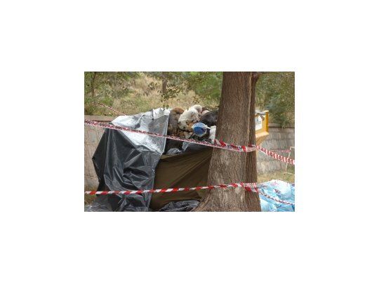 Envenenan a casi 200 perros con agrotóxico en Córdoba