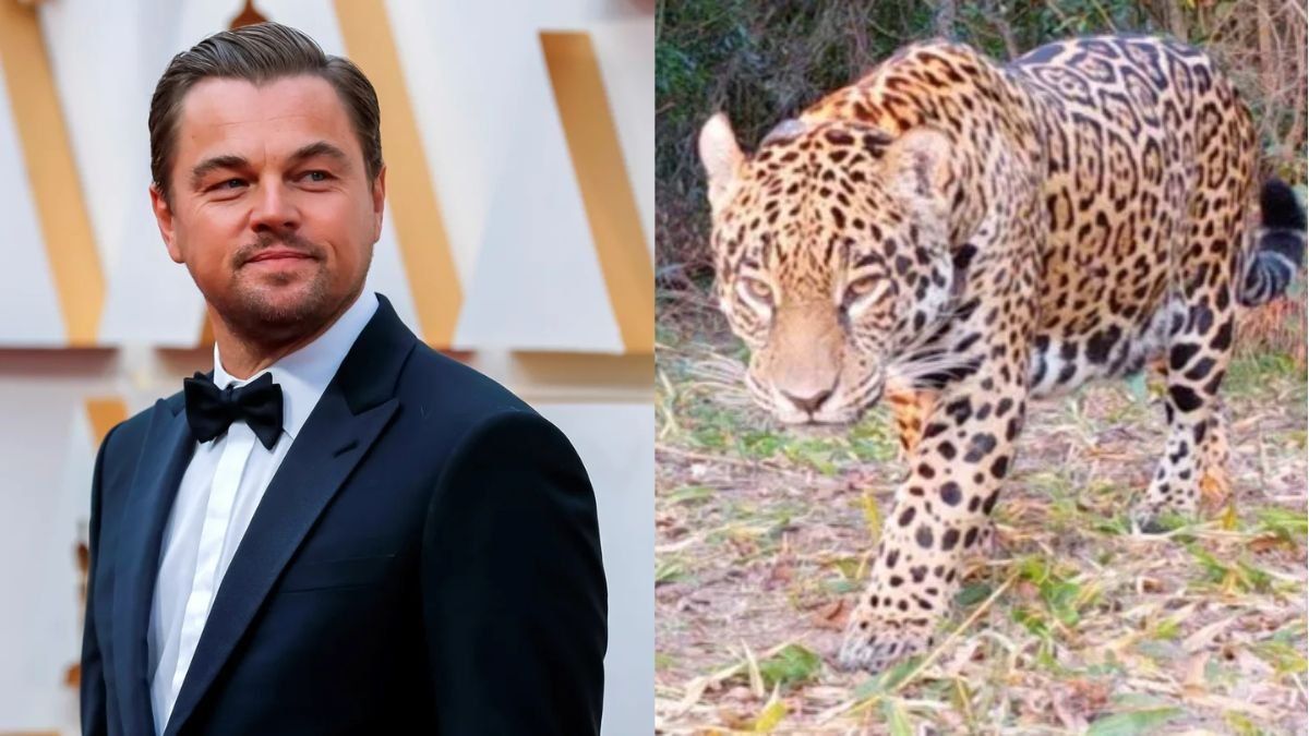 Leonardo DiCaprio felicitó a Argentina por recuperar un yaguareté en los Esteros del Iberá