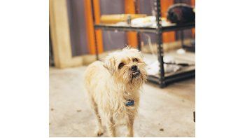 Este perro parlante se roba algunos de los mejores gags de «Mini espías 4», buen pasatiempo con atractivos para toda la familia.