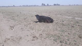 Declaran la emergencia y desastre agropecuario por sequía en Patagones