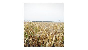 Con las precipitaciones de la semana pasada en las principales zonas productivas el panorama cambió favorablemente para los productores, que quieren encarar las siembras de maíz.