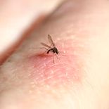 Encontraron mosquitos en Islandia por primera vez Encontraron mosquitos en Islandia por primera vez