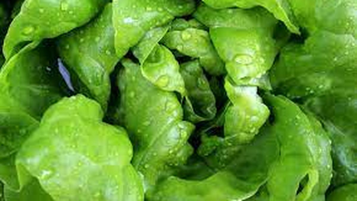 Amazing trick to keep lettuce fresh for longer