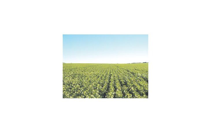 El terreno implantado con soja de primera cubrió ya un 82% del área prevista, según datos de la Bolsa de Cereales porteña.