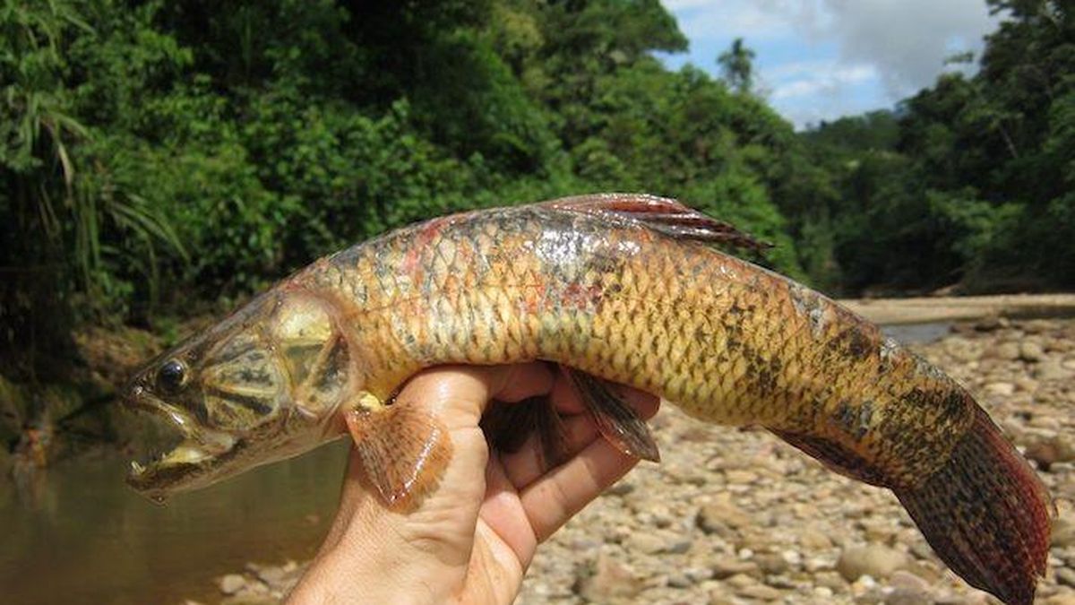 Canadian mining company fined for cyanide fish kills in Brazil’s Amazon rainforest