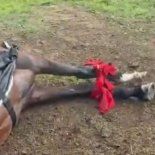 Los animales estaban atados a un poste a la espera de comenzar su entrenamiento.
