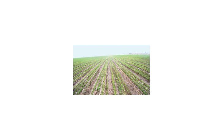 Lote de trigo bajo riego, ubicado entre Quines y Candelaria, en el Departamento de Ayacucho, San Luis. Ya se sembró más de 1,6 millón  de hectáreas de los 3.9 millones que se estiman para el presente ciclo.