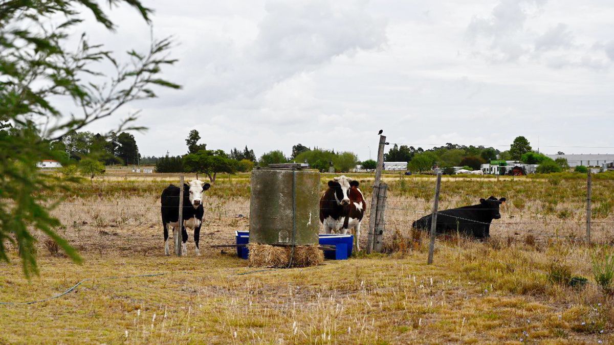The government ended the agricultural emergency, except for two items