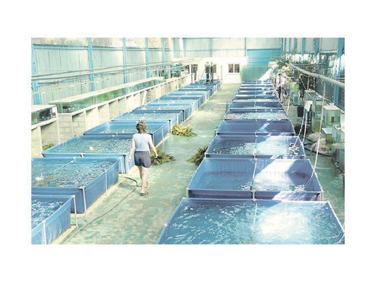 Esta actividad  se basa en el cultivo de organismos acuáticos. Su función principal es cuidar las especies y asegurar un stock de pescados, tal como la merluza.