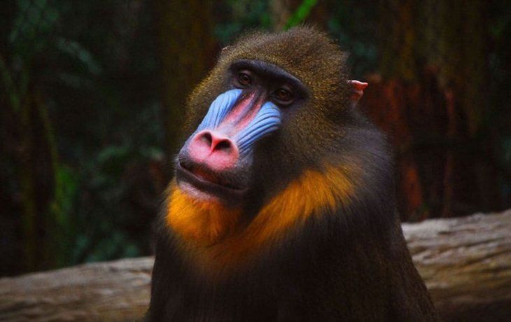Mandril.