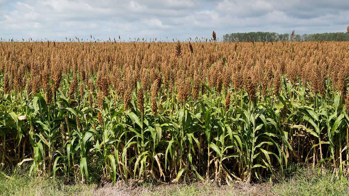 ALUR assured a minimum payment of US$180 per ton of BT sorghum for the 2023/2024 harvest