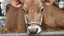 cuenta regresiva para la xxii expo provincial de la leche y la xiii edicion de la expo jersey entrerriana