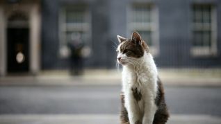 Larry celebra 15 años como Chief mouser de la residencia oficial del primer ministro de Reino Unido. Larry celebra 15 años como Chief mouser de la residencia oficial del primer ministro de Reino Unido.