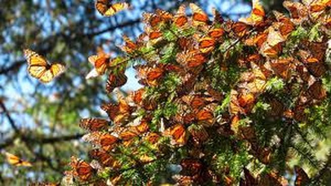 La magia de las mariposas monarca.