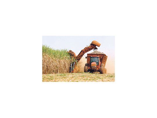 Grandes cosechas de caña en productores clave como Brasil, Tailandia, Australia y México han generado un sustancial superávit mundial de azúcar esta temporada. El mayor exportador, Brasil está cosechando sus abundantes cultivos de caña con un clima ideal.