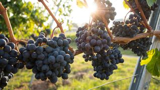 Las bodegas argentinas esperan que este año haya una recuperación moderada de sus mercados. &nbsp;