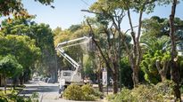 &nbsp;Durante ese período se plantarán más de 10 mil ejemplares en las diferentes localidades del municipio