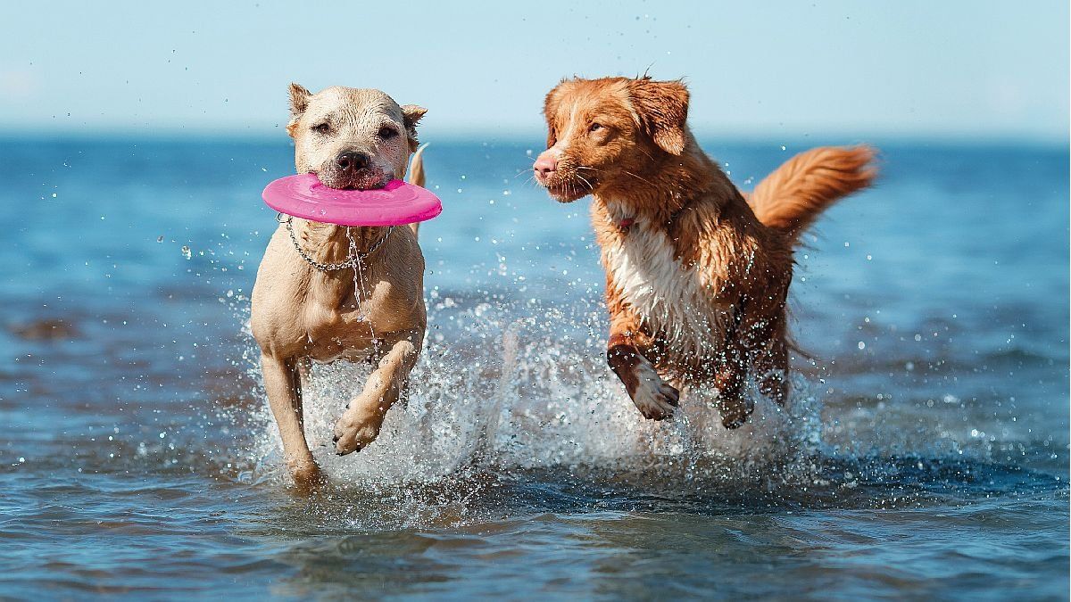 Mascotas El Virus Que Puede Afectar A Tu Perro Este Verano