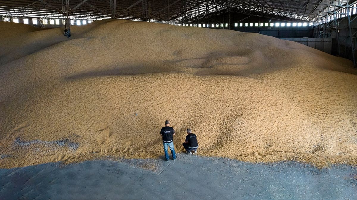 Contrabando de soja: Aduana detectó pasos no habilitados en Misiones