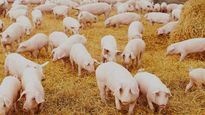 por falta de dolares para importar, escasean insumos para la produccion de pollo y cerdo