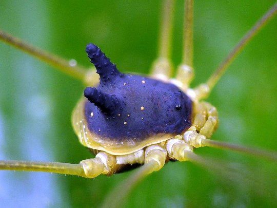 La fotografía fue tomada en la región amazónica de Ecuador por el fotógrafo de naturaleza Andreas Kay en el año 2017. La imagen sigue provocando sorpresa entre los internautas y de nueva cuenta se ha viralizado.&nbsp;&nbsp;&nbsp;