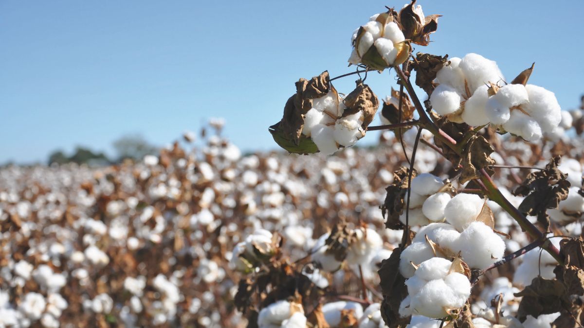 Textiles warn of the impact of the drought on prices Textiles warn of the impact of the drought on prices