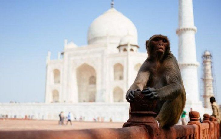 Policía del Taj Mahal se equiparon de hondas para frenar a monos
