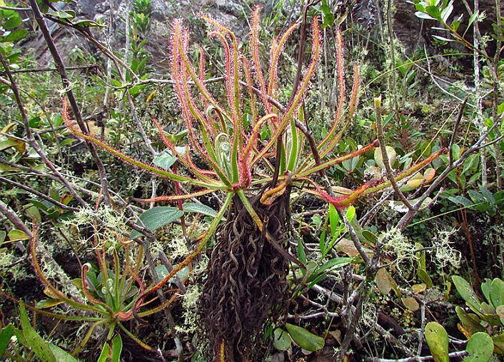 Drosera magnífica