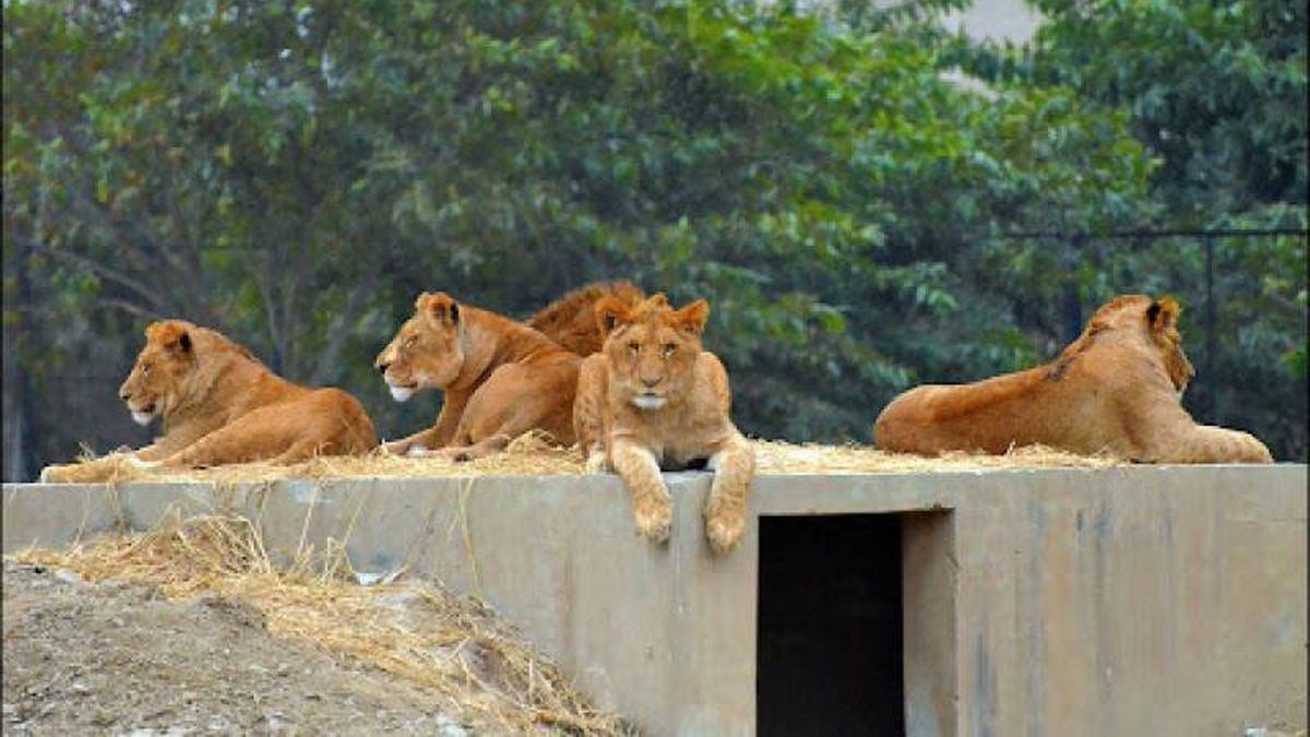 Pakistan zoo auctions off its lions